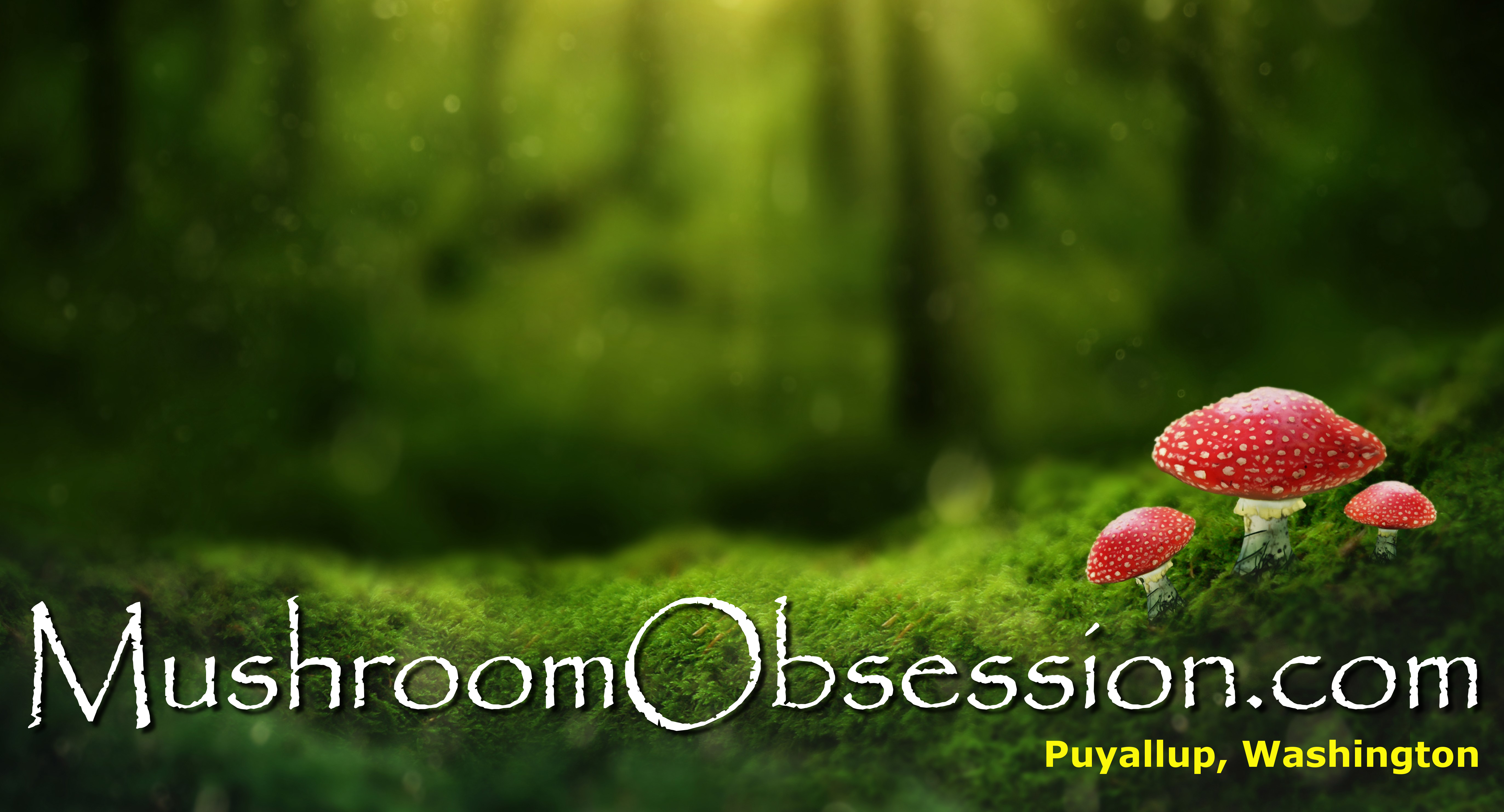 Mushroom Obsession